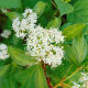 Cornus alba bâton rouge (cornouiller à bois rouge)