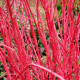 Cornus alba bâton rouge (cornouiller à bois rouge)