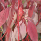 Cornus alba bâton rouge (cornouiller à bois rouge)