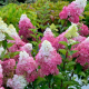 Hydrangea pan. Vanille Fraise