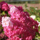 Hydrangea pan. Vanille Fraise