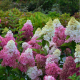 Hydrangea pan. Vanille Fraise