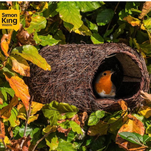 Nid à oiseaux Robin