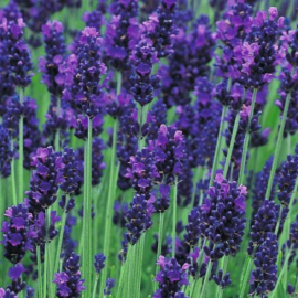 Lavande "lavandula angustifolia"