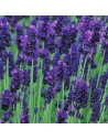 Lavandula angustifolia 'Hidcote' - Lavande