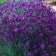 Lavande "lavandula angustifolia hidcote