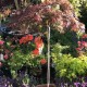 Acer palmatum 'Dissectum Atropurpureum' (Erable du Japon)