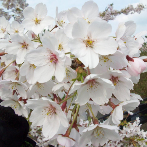 Prunus serr. royal burgundy - Cerisier du Japon