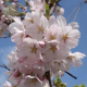 Prunus serr. royal burgundy - Cerisier du Japon