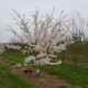 Prunus serr. royal burgundy - Cerisier du Japon