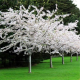 Prunus yedoensis ( cerisier du Tibet)