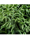 Cryptomeria japonica 'Globosa Nana'  - Cèdre du Japon