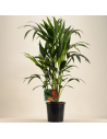 Kentia forsteriana