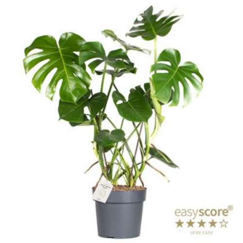 Monstera deliciosa