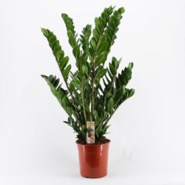 Zamioculcas zamiifolia