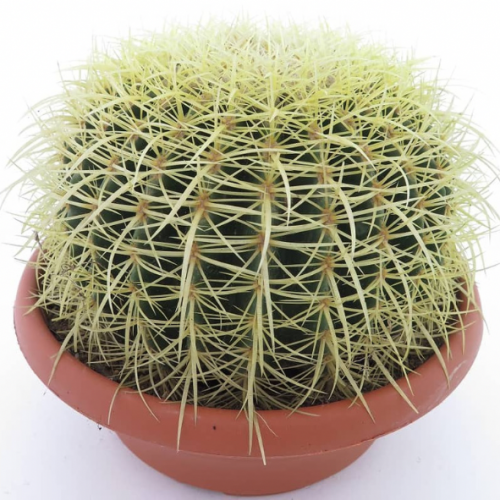 Echinocactus grusonii