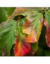Parrotia persica - Arbre de fer