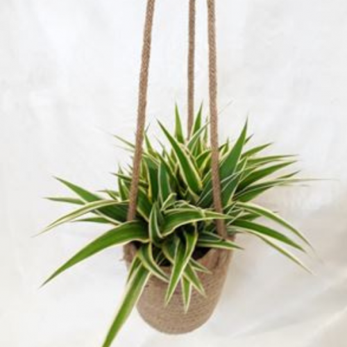 Chlorophytum jute coco