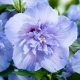 Hibiscus Blue Chiffon