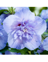 Hibiscus 'Blue Chiffon' - Althéa - Mauve en arbre