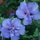 Hibiscus syriacus Lavander Chiffon