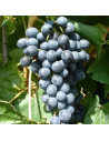 Vitis vinifera 'Muscat Bleu' - Vigne