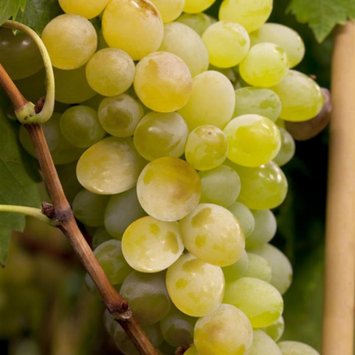 Vitis vinifera Himrod