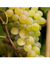 Vitis vinifera 'Himrod' - Vigne