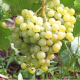 Vitis vinifera Himrod