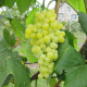 Vitis vinifera Himrod