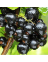 Ribes nigrum 'Bigben' - Cassissier