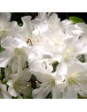 Azalea japonica 'Blanche' - Azalée