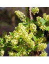 Ribes alpinum 'Schmidt' - Groseillier des Alpes