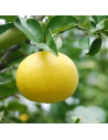 Citrus x paradisii - Pomelo