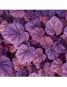 Heuchera hybride 'Pink Panther'