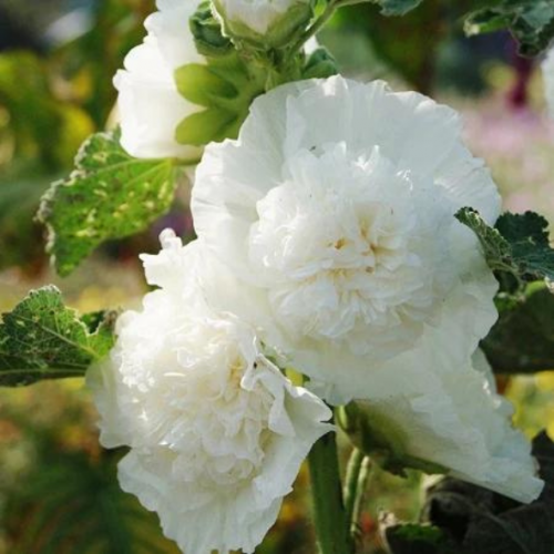 Alcea rosea 'Double White' - Rose trémière - Pépinières Constantin