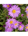 Aster dumosus 'Island Barbados' - Aster nain