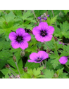 Geranium hybrid 'Anne Thomson'