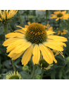 Echinacea 'Yellow Shades' - Echinacée