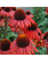Echinacea 'Purpurea Red' - Echinacée
