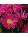 Aster dumosus 'Jenny' - Aster nain