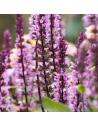 Salvia nemerosa 'Sensation Pink' - Sauge des bois
