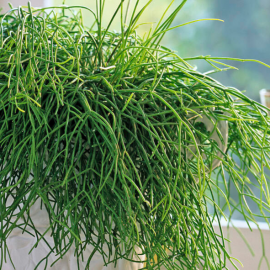 Rhipsalis cassuta