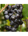 Vitis vinifera 'Early Campbell' - Vigne