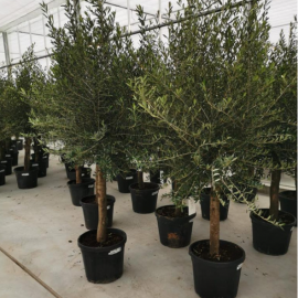 Olea Europaea (olivier)