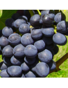 Vitis vinifera 'Nero' - Vigne