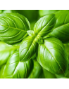 Basilic