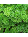 Petroselinum crispum - Persil frisé