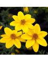 Bidens ferulifolia - Bidens