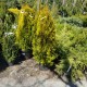 Thuja occ. golden